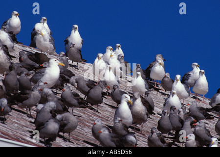 Flock of Seagulls sul tetto della US Coast Guard residence al punto Wilson Faro Port Townsend Washington Foto Stock