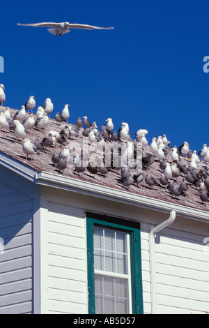 Flock of Seagulls sul tetto della US Coast Guard residence al punto Wilson Faro Port Townsend Washington Foto Stock