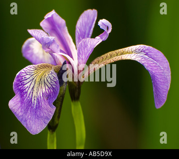 Bandiera Blu Iris in piena fioritura Foto Stock