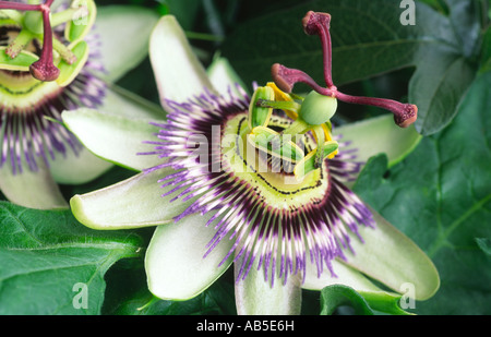 Fiore della passione genere specie di Passiflora caerulea Dumfries Scozia UK Foto Stock