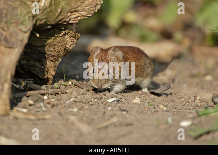 Breve campo codato Vole Foto Stock