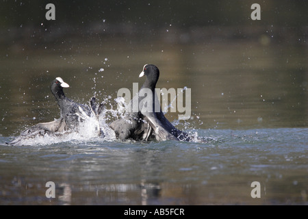 Folaghe combattere su acqua Foto Stock