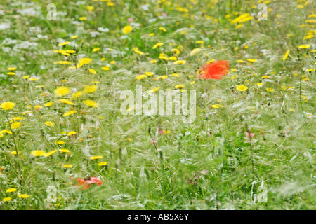 Papaveri e il tarassaco al vento su una collina vicino a Preci nel Parco Nazionale dei Monti Sibillini Umbria, Italia Foto Stock