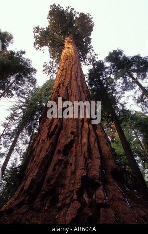 California Sequoia National Park Sequoia gigante guardando verso l'alto dalla base Foto Stock