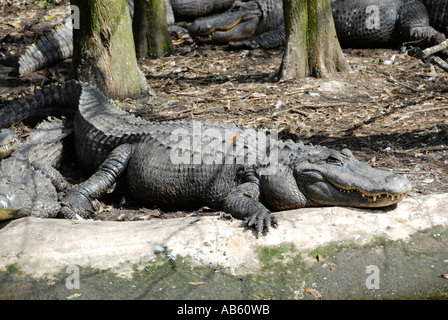 Alligatore a Lowry Park Zoo Tampa Florida FL votato come il numero uno zoo negli Stati Uniti Foto Stock