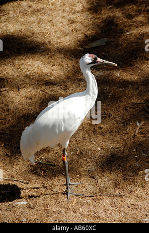 Gru convulsa Lowry Park Zoo Tampa Florida FL votato come il numero uno zoo negli Stati Uniti Foto Stock