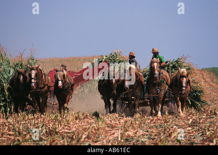 Amish uomini cadono raccolto mais con cavallo e attrezzature in Lancaster County Pennsylvania Foto Stock