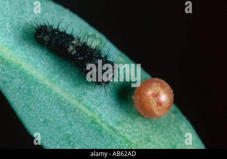 Uovo maturo e appena schiuse larva di coda forcuta butterfly Papilio machaon sulla Ruta graveolens Foto Stock