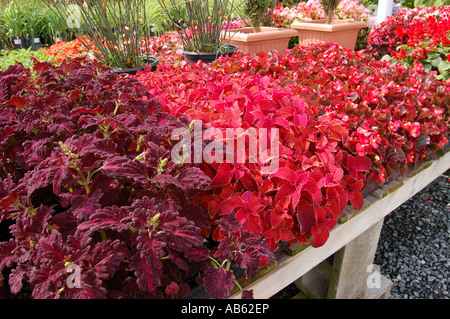 Coleus Solenostemon in sei confezioni per la vendita in un vivaio garden center Foto Stock