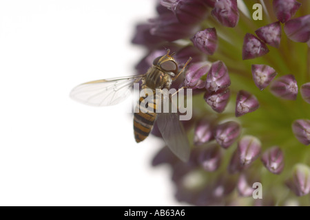 Hoverfly su Allium fiore Foto Stock