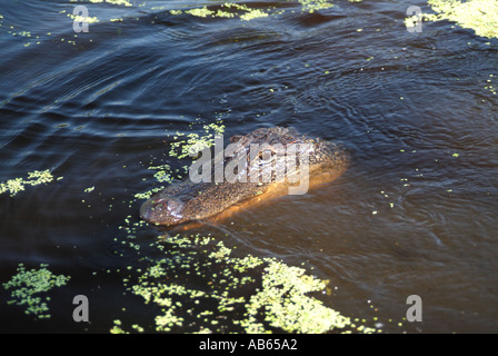 Alligatore nuoto verso di voi nella palude Foto Stock