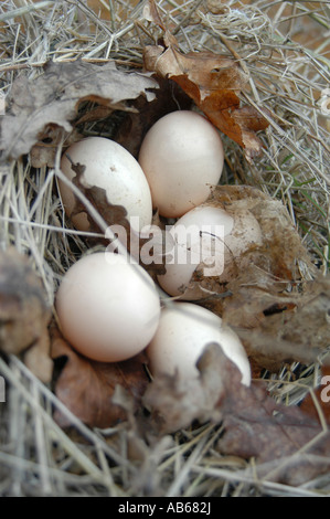 Uova incastonato tra foglie e erba secca trovate in fondo hedge Free range gallina uova s Foto Stock