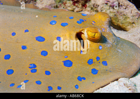 Primo piano di una Blue Spotted Ray recante sulla sabbia Marsa Alam egitto mare rosso Foto Stock