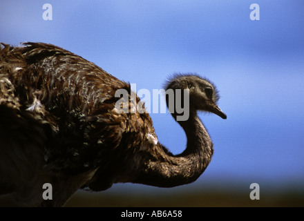 La minore RHEA Pterocnemia pennata o nandú si trova in tutta la Patagonia meridionale del parco nazionale Torres del Paine CILE Foto Stock