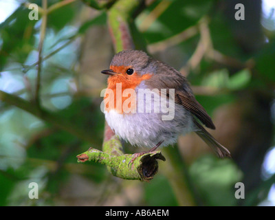 Robin Erithacus rubecula presso sunrise piume arruffare contro il freddo Foto Stock