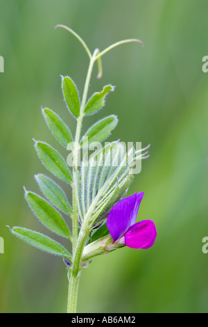 Veccia comune Vicia sativa dettaglio del fiore con bella fuori fuoco sfondo potton bedfordshire Foto Stock