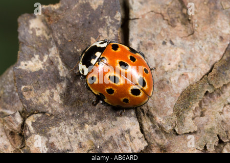 Eyed Coccinella ocellata Anatis camminando sulla corteccia di pino potton bedfordshire Foto Stock