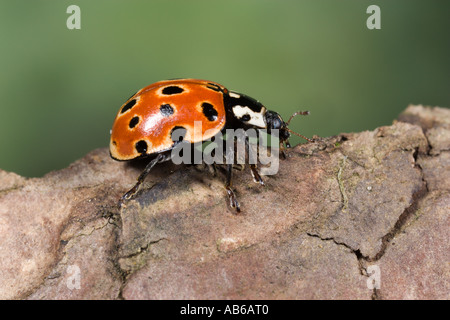 Eyed Coccinella ocellata Anatis camminando sulla corteccia di pino potton bedfordshire Foto Stock