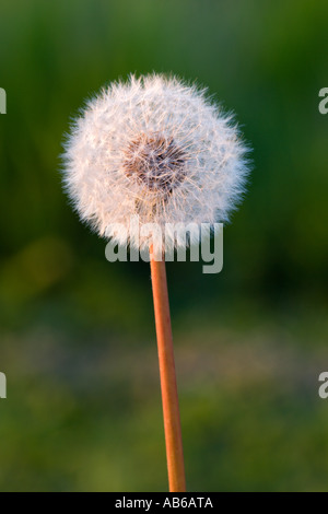 Tarassaco Taraxacum officinale seme head con bello sfondo disinnescare potton bedfordshire Foto Stock