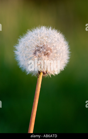 Tarassaco Taraxacum officinale seme head con bello sfondo disinnescare potton bedfordshire Foto Stock