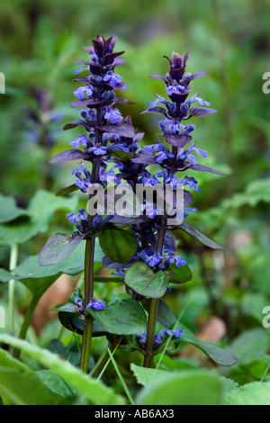 Bugle Ajuga reptans noto anche come tuoni e fulmini potton bedfordshire Foto Stock