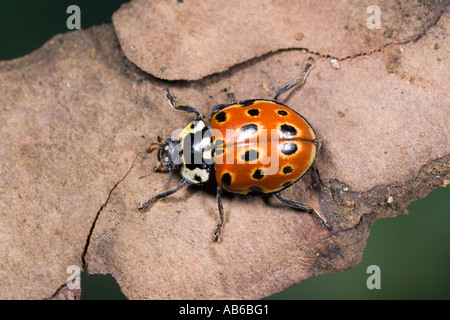 Eyed Coccinella ocellata Anatis sulla corteccia che mostra i contrassegni potton bedfordshire Foto Stock