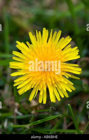 Tarassaco Taraxacum officinale flower dettaglio potton bedfordshire Foto Stock