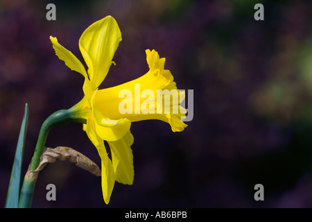 Daffodil è il nome comune per tutti i narcisi con bel buio fuori fuoco backghround potton bedfordshire Foto Stock