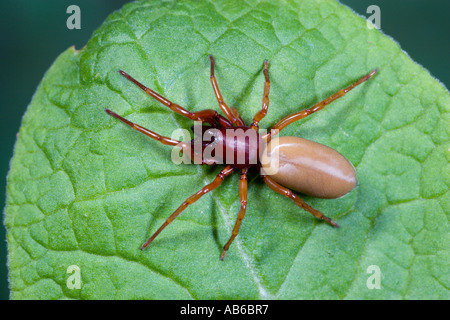 Il Ragno Woodlouse Dysdera crocata su avviso di foglia e caccia potton bedefordshire Foto Stock