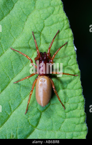 Il Ragno Woodlouse Dysdera crocata sulle foglie che mostra il dettaglio potton bedfordshire Foto Stock