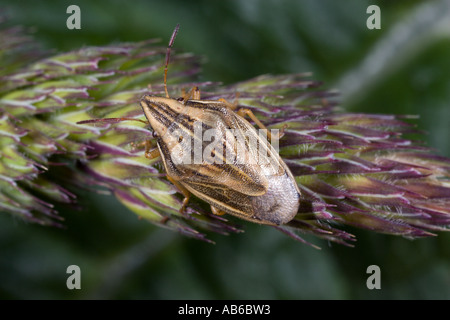 Vescovi Mitre bug di protezione Aelia acuminati sulla testa di erba che mostra i contrassegni con fuori fuoco sfondo potton bedfordshire Foto Stock