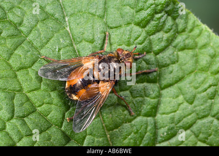 Tachina fera una mosca parassita sulle foglie che mostra i contrassegni potton bedfordshire Foto Stock