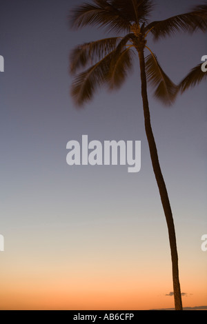 Palm tree silhouette at dusk Foto Stock