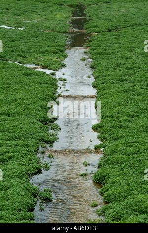 Il crescione cresce su ghiaia con acqua proveniente da una sorgente vicino Alresford Hampshire Southern England Regno Unito Foto Stock