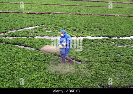 Il crescione salariato agricolo fecondando il crescione raccolto. Alresford Hampshire England Regno Unito Regno Unito. indossare abbigliamento protettivo Foto Stock