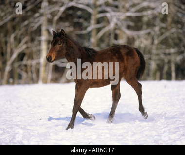 Holsteiner - trotto in snow Foto Stock