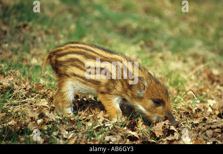 Il cinghiale shote shoat Sus scrofa Foto Stock