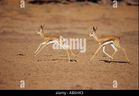 Due giovani springbucks Antidorcas marsupialis Foto Stock