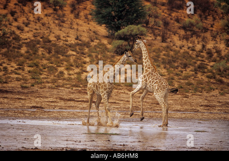 Giraffe (Giraffa camelopardalis). Due individui giocando in un alveo. Sud Africa Foto Stock