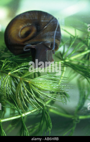 Rams corno, Grande Ramphorn, Conchiglia di tromba (Planorbarius corneus) sotto l'acqua. Germania Foto Stock