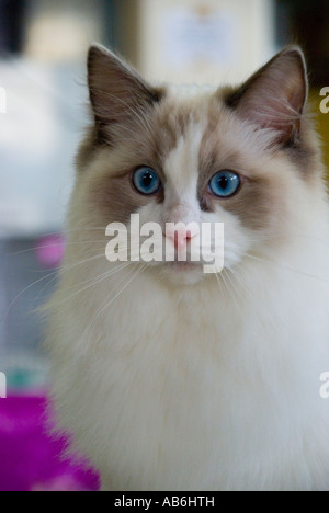 Un blue eyed Rag Doll cat Foto Stock