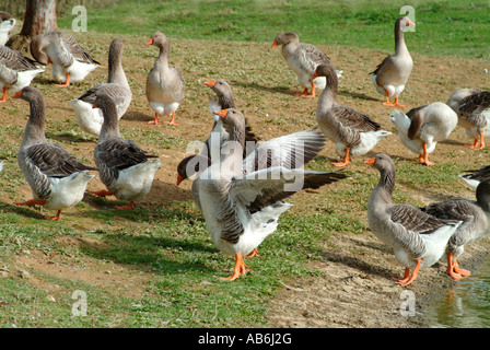 Gruppo di oche Graylag sull'erba in una azienda agricola biologica Foto Stock