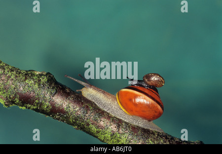 Gardensnail a labbro bianco, Lumaca bianca, Lumaca da giardino (hortensis di Cepaea). Adulto e giovane che strisciare su un ramoscello Foto Stock