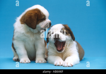 San Bernardo cane - due cuccioli - tagliare Foto Stock