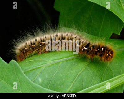 Oak Eggar ( Lasiocampa quercus ) caterpillar. Foto Stock