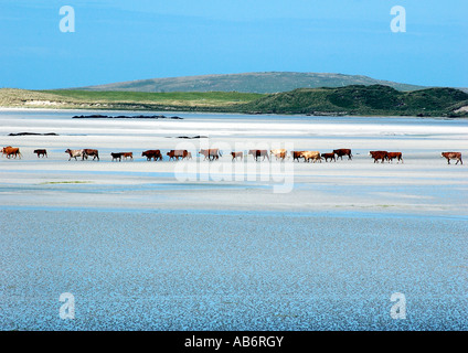 Le vacche di file in una insenatura di sabbia con la bassa marea, Uist, Scozia Foto Stock