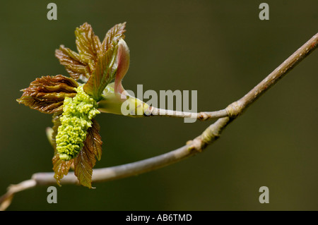 Fresh leaves flower of Sycamore tree Acer pseudoplatanus Foto Stock
