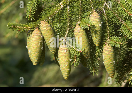 Coni di Wilson's Abete rosso Picea wilsonii Foto Stock