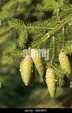 Coni di Wilson's Abete rosso Picea wilsonii Foto Stock