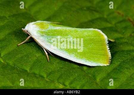 La crema bordati pisello verde Earias clorana a riposo sulla lamina potton bedfordshire Foto Stock